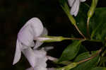 Alabama phlox